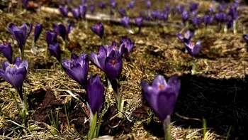 Unde poţi vedea brânduşe înflorite la munte în această perioadă? Imagini de poveste
