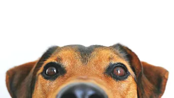 Cele mai inteligente animale pot învăța și folosi unelte. Nu vorbim despre cimpanzei sau câini. În top 4 intră un mamifer crescut de români în toate colțurile țării