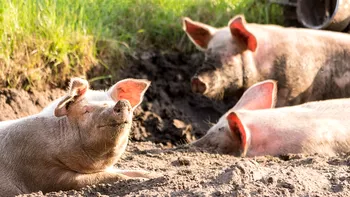 Transplantul de organe de la porc la om: un pas revoluționar în medicină