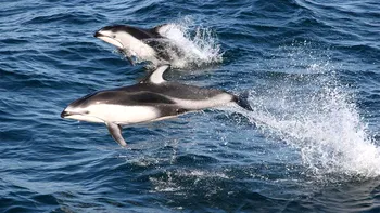 Spectacol rar pe coasta Californiei: mii de delfini filmați în Golful Monterey
