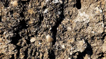 De ce găsim fosile marine pe vârfurile munților? Explicația geologică