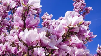 Ce trebuie să faci iarna pentru ca magnolia să fie plină de flori primăvara