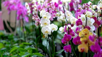 Ingredientul banal care face orhideea să explodeze de flori. Orice român are în bucătărie asul din mâneca florarilor
