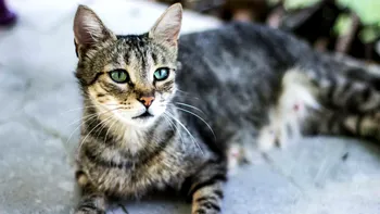 Istoria fascinantă a domesticirii pisicilor
