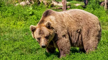 Măsuri drastice în România, după cel mai recent atac. Ministrul Mediului: „Orice urs care pune în pericol viaţa omului trebuie împușcat”. Reacția premierului