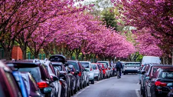 Cea mai frumoasă stradă din Europa este în România. Marele oraş  adăposteşte o nestemată a primăverii, este chiar lângă un parc faimos