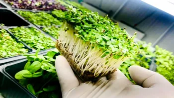 Cum să faci bani cultivând microplante în balconul de la bloc + alte idei de profit din 3 - 6 metri pătrați