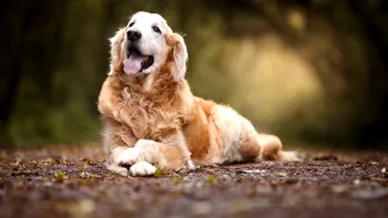 Câinii din noua eră a domesticirii: De la paznici de curte la parteneri de viață
