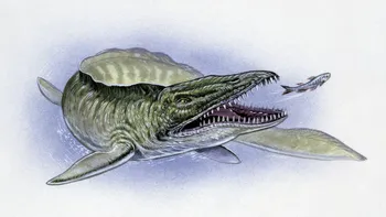 Descoperire importantă în mâlul unui fluviu: Cum schimbă fosila de mosasaur gigant tot ceea ce știau oamenii de știință