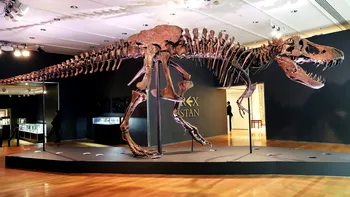 Fosilele de T. rex ajung tot mai des în colecții private: Cum afectează asta știința, de fapt