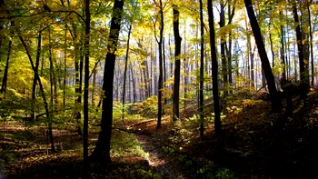 Alarmă verde: o treime din speciile de arbori sunt în pericol!