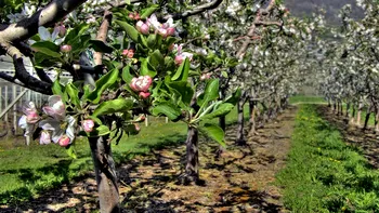 Pericolul îngheţului pentru agricultură şi livezi. Pagubele aşteptate după ninsorile şi gerul din aceste zile