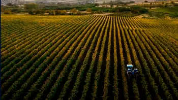 300 de hectare de vie în Satu Mare: o comoară viticolă cu istorie și potențial. Cât scoți din buzunare, ca să fie a ta