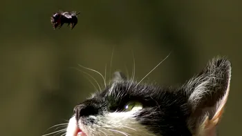 Hrana pe bază de insecte pentru animale de companie, victimă a birocrației UE: „Tot ce e sustenabil pierde întotdeauna”