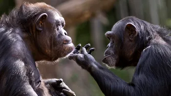 Rănile la oameni se vindecă de trei ori mai lent decât la animale. E de vină evoluția fără blană?