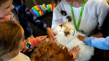 Pisicile cu ochi sclipitori și bătăi de inimă artificiale care cuceresc copiii și alungă singurătatea. Cum funcționează MetaCats, animalele de companie robotizate