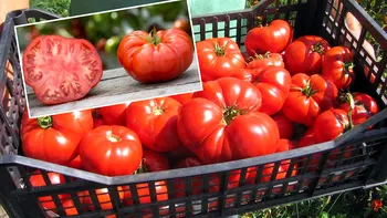 Roșiile românești au apărut în piețe, dar sunt de neatins. Cât au ajuns țăranii să ceară pe un kilogram: „Foarte scumpe și nu sunt bune”