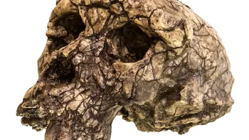 Blestemul lui Toumaï - O poveste despre craniu vechi, un femur ciudat și o dispută aprinsă despre originile umanității