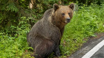Turistă din Spania, atacată de urs la Vidraru. Este al treilea incident în doar 24 de ore