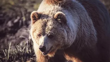 Un turist a fost mușcat de urs pe Transfăgărășan. Autoritățile au emis mesaj Ro-Alert