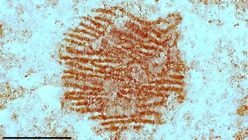 Descoperire de proporții - Prima amprentă completă a unui Neanderthalian, de ce este important pentru istorie