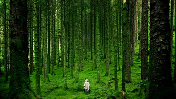 Animalul rar fotografiat într-o pădure din România. Europenii ar da orice să îl vadă: 