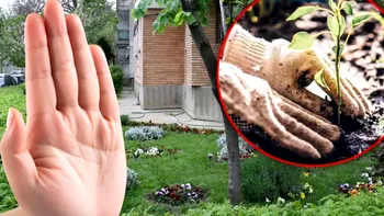 Grădinăritul la bloc: ce ai voie să plantezi în fața scării și ce este interzis