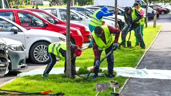 Copacii care au împânzit Sectorul 6 din Bucureşti. De ce se plantează sute de Liquidambar printre blocuri