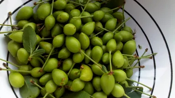 Corcodușele verzi, o afacere de zile mari. Supermarketul care le vinde la 200 de grame, preţul e uriaş