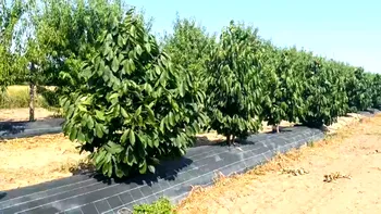 Arborele exotic devenit o mină de aur pentru români. Înainte nu creștea în România, dar acum un kilogram se vinde cu 16 lei
