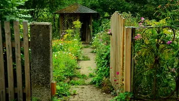 Floarea pe care orice român o are în curte, dar care este toxică. Puţini au habar de asta, sunt vrăjiţi de parfumul plantei