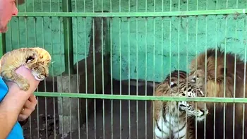 Ce este ligrul, animalul foarte rar care s-a născut în România, la o grădină zoologică. Poate ajunge să cântărească 400 de kilograme