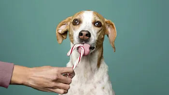 7 alimente toxice pe care nu ar trebui niciodată să i le dai câinelui tău, potrivit veterinarilor