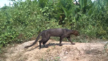 Animalul misterios care a reapărut după 40 de ani îi uimește pe cercetători. Unde a fost surprins