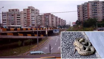 Animalul periculos găsit în mai multe orașe din România. Două exemplare și-au făcut apariția la intrarea unui bloc și lângă un restaurant