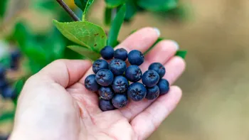 Fructul care face o treabă grozavă în a înlocui cafea îi fascinează pe cercetători. Îți dă energie, ajută la circulație, dar reglează și tensiunea