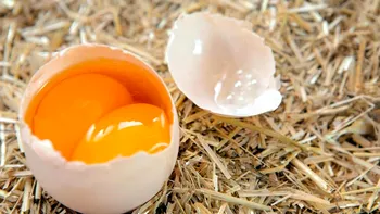 Ce înseamnă dacă un ou are două gălbenuşuri? Poate fi consumat în siguranţă sau nu?
