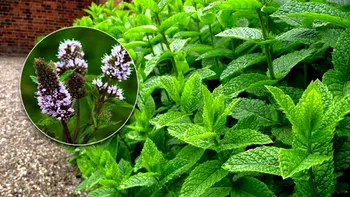 De ce să nu cultivi niciodată mentă în grădină: poate părea inofensivă,  dar e o adevărată capcană