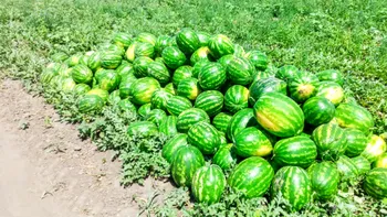 De ce sunt pepenii de Dăbuleni atât de apreciați. Adevărul despre dulceața lor. Ce-i face unici