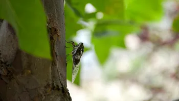 Invazie de insecte în București. Cât de periculoase ar fi, de fapt