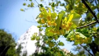 Magnoliile, înlocuite de tei. Care sunt cele mai parfumate locuri din Sectorul 6 din Bucureşti
