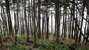 Cum arată orhideea sălbatică a României, floarea pe care nu ai voie să o culegi. Poate fi admirată în puține locuri din țară, este considerată o „comoară naturală”