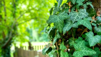 Planta interzisă pentru vânzare sau cumpărare. Directiva vine de la UE