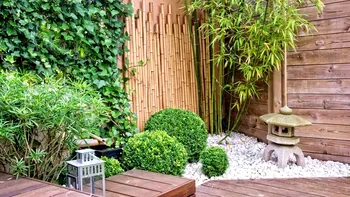 Planta pe care nu e bine să o ai în curte. Pare inofensivă, dar usucă florile și pomii din jur