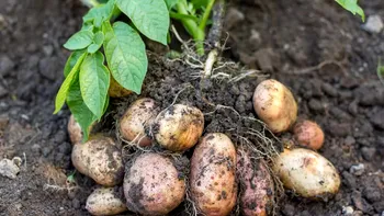 Plantele pe care nu trebuie să le cultivi niciodată lângă cartofi. Îți pot distruge întreaga recoltă