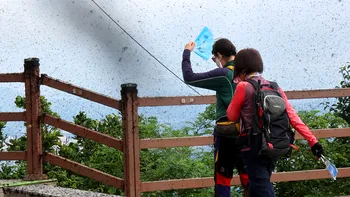 Orașul invadat de „insecte îndrăgostite”: fenomenul bizar care a împărțit localnicii între panică și admirație, cauzat de schimbările climatice în capitala Coreei de Sud