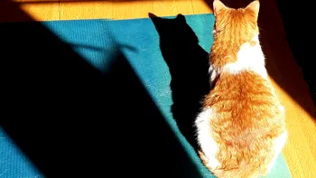 Pisica te ignoră și asta te îngrijorează? Ce înseamnă, de fapt, și ce legătură nebănuită are cu mirosul tău