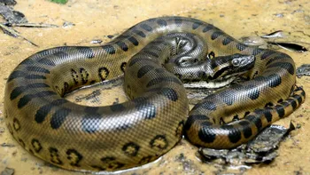 Când anaconda mănâncă găini: Coexistența fragilă dintre oameni și șerpi giganți, în inima Amazonului