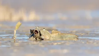 Zâmbete din sălbăticie: Cele mai amuzante fotografii cu animale sălbatice din 2025