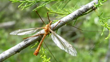 De ce nu trebuie să omori niciodată această insectă. Ce este de fapt tipula și ce rol esențial are în natură